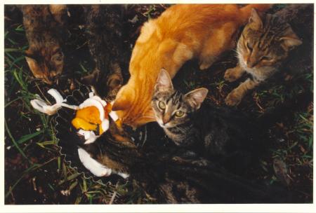 LES CHATS