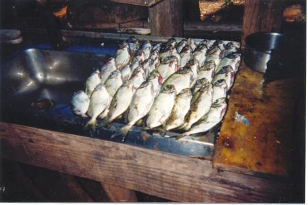 UNE JOLIE PECHE